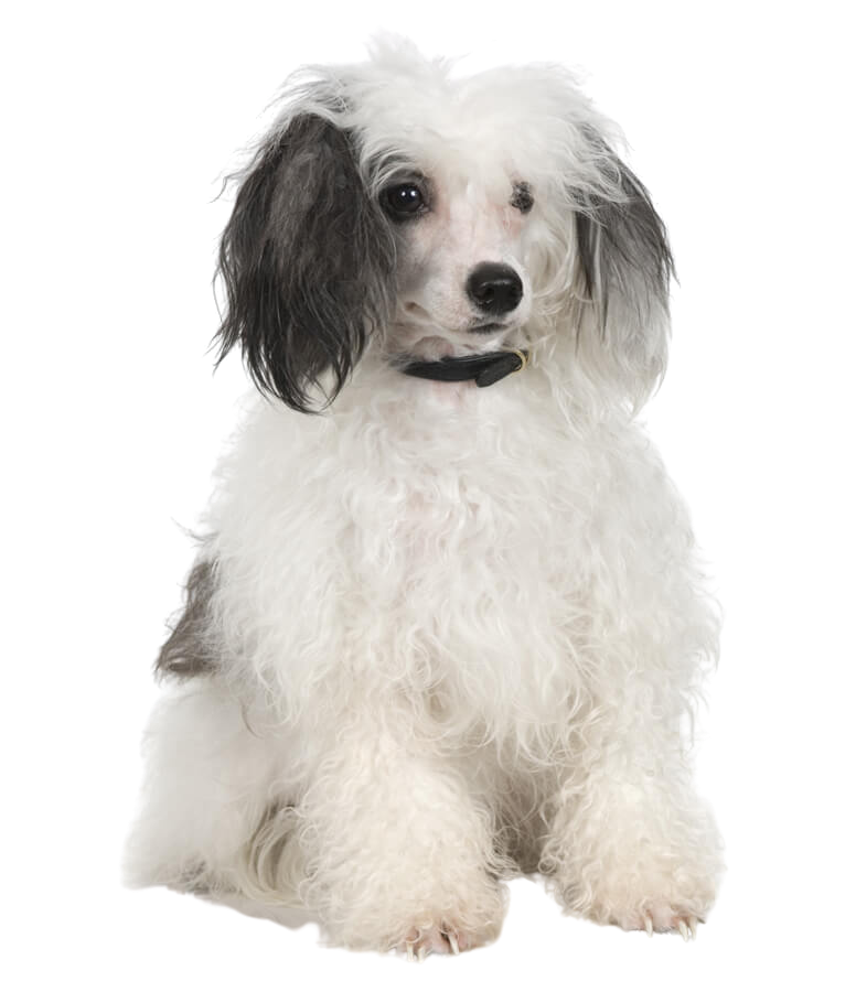 Baby Peach Puppy Intro